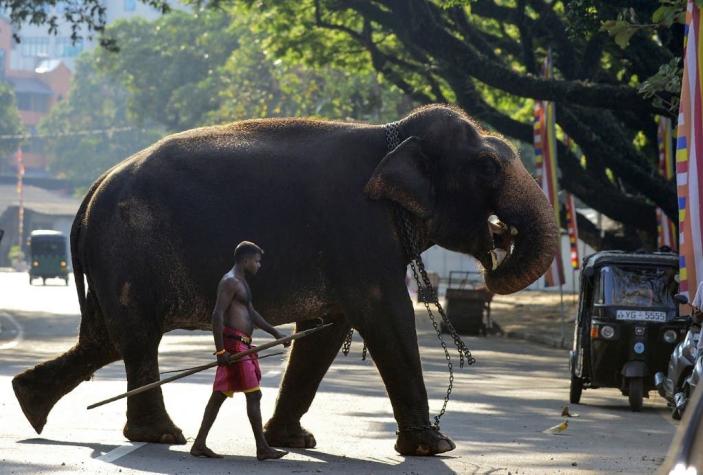 Cuatro elefantes muertos por posible envenenamiento en Sri Lanka