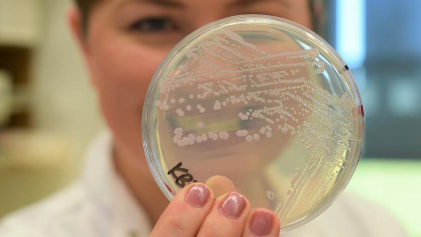 Las bacterias que se deshacen de su pared celular para evadir a los antibióticos