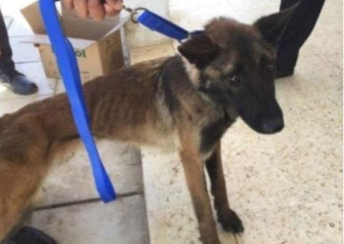 [FOTOS] Perros detectores de bombas enviados por Estados Unidos a Jordania mueren por maltrato