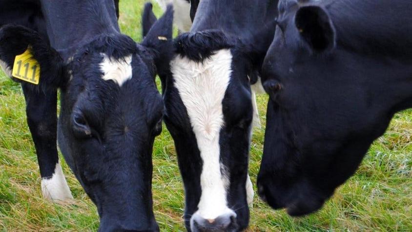 Las sorprendentes maneras para reducir los gases contaminantes que producen las vacas