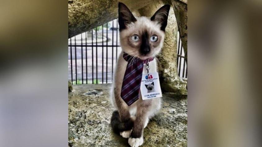 La hilarante historia del gato que fue contratado como abogado en un estudio jurídico