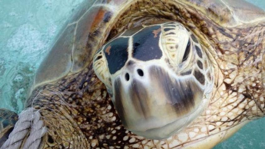 [FOTO] Zoológico chino pega una canasta en el caparazón de una tortuga para que le lancen monedas