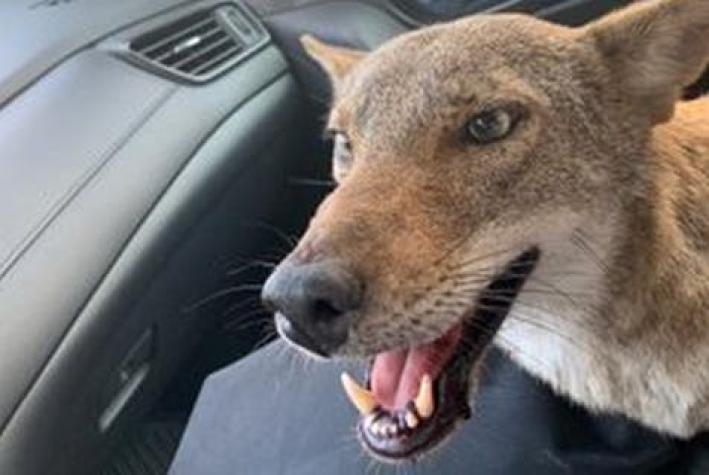 [FOTOS] Joven recoge y ayuda a un coyote salvaje tras confundirlo con un perro abandonado