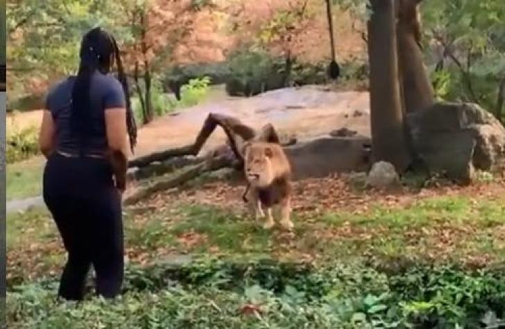 [VIDEO] Mujer ingresa a la jaula de un león en zoológico de Estados Unidos