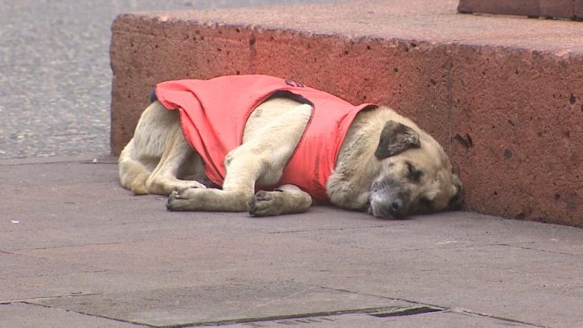 [VIDEO] Cien días de pena para los autores del crimen de "Cholito", el perro que inspiró la ley