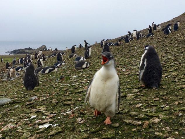 Científicos descubren microplásticos en excrementos de pingüinos en la Antártica