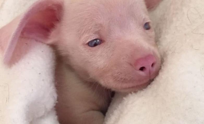 El positivo mensaje tras la historia de un perrito rosado que fue abandonado: Nació ciego y sordo