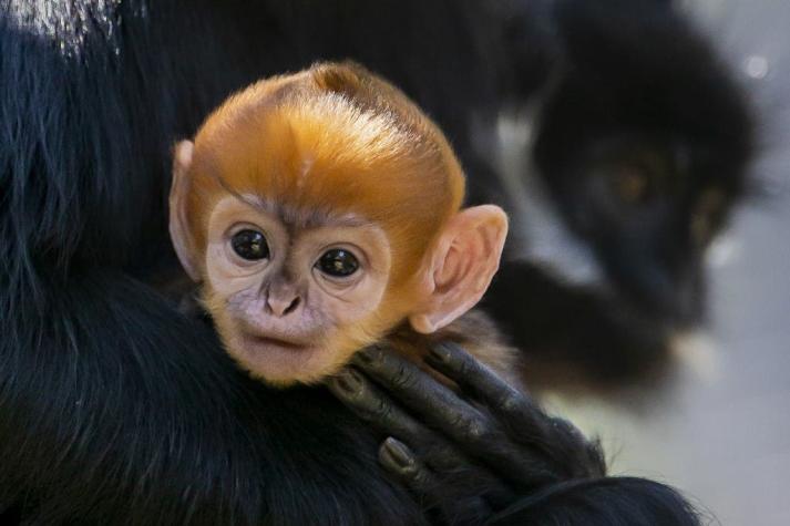 Un mono "increíblemente raro" nace en un zoológico de Australia