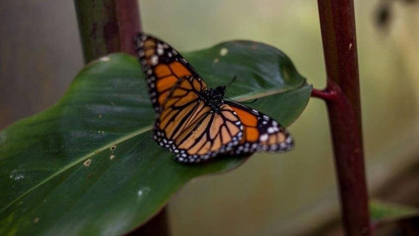 Los secretos evolutivos por los que la mariposa monarca puede comer una planta venenosa sin morir