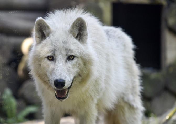 Muere la primera loba que fue avistada en Bélgica en un siglo: culpan a cazadores