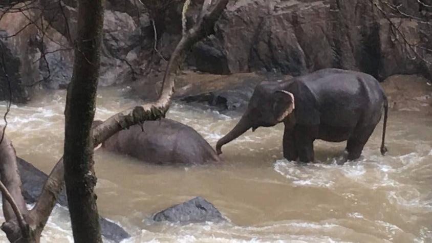 6 elefantes mueren tratando de salvarse en una cascada en Tailandia