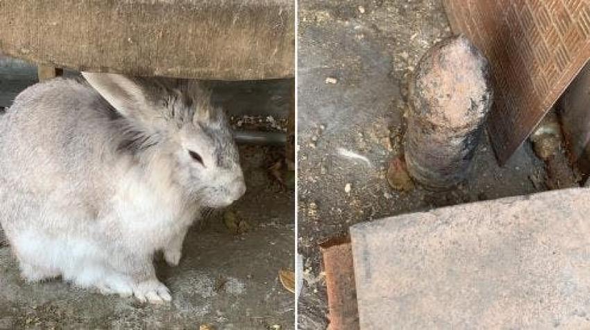 [VIDEO] Conejo encuentra munición de guerra enterrada en una casa de Las Condes