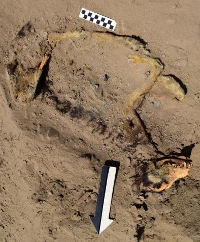 Encuentran restos de un perro de más de mil años de antigüedad en el templo Sechín