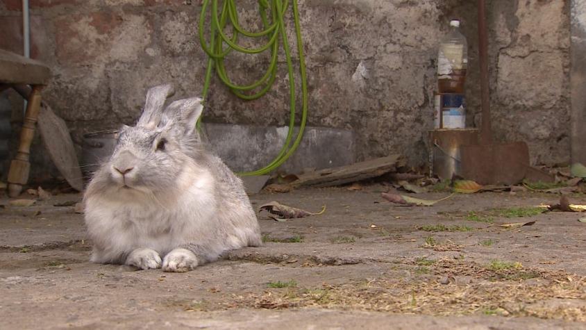 [VIDEO] Conejo encuentra munición de guerra en Las Condes