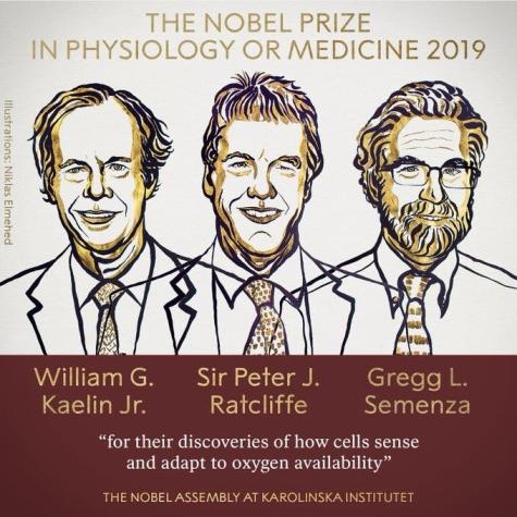 Premio Nobel de Medicina 2019 para científicos que estudian adaptabilidad celular frente al oxígeno