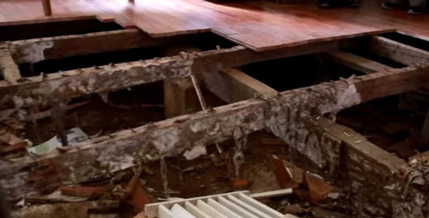 Cómo actúa el hongo que ha destruido una decena de casas en Valdivia