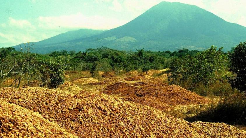 Cómo 12.000 toneladas de desperdicios de naranjas hicieron un "milagro verde" y revivieron un bosque