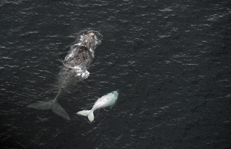 Ballenas adaptan su comunicación para proteger a sus crías ante posibles depredadores