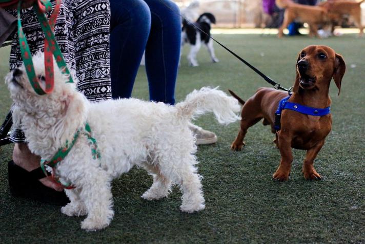 Cannabis medicinal en mascotas: el primer perro que recibió tratamiento e instaló debate en Chile