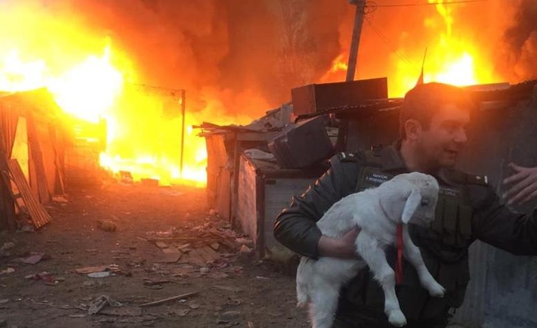 Las intensas labores que se realizan para salvar a los animales del incendio en Cerro Navia