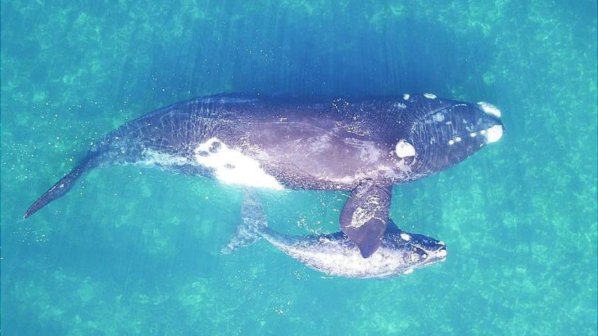 Ballenas dando a luz en invierno