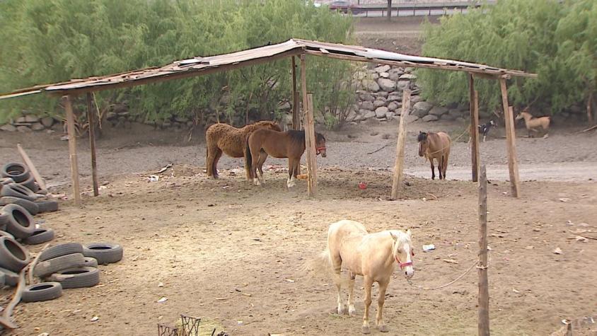 [VIDEO] Más de 20 caballos murieron en un incendio en Cerro Navia