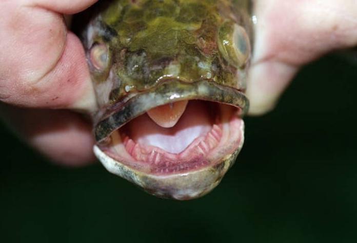 pez cabeza de serpiente del norte en tierra