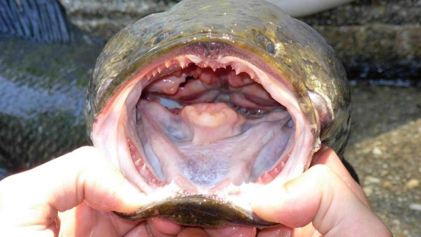 "Si lo encuentras mátalo y congélalo": alerta por voraz pez serpiente que respira fuera del agua