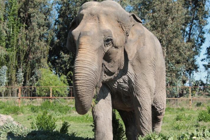 Elefante "Ramba" que fue maltratada por años en circos chilenos será trasladada a Brasil