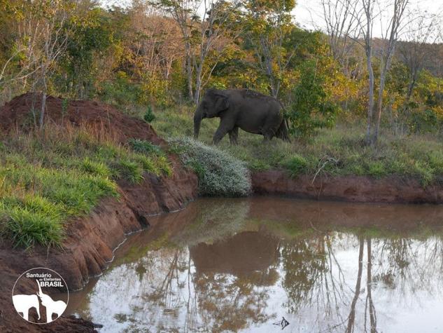 Así será la nueva vida de "Ramba" en el Santuario de Elefantes de Brasil