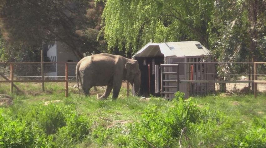 [VIDEO] La travesía de la elefante Ramba a Brasil