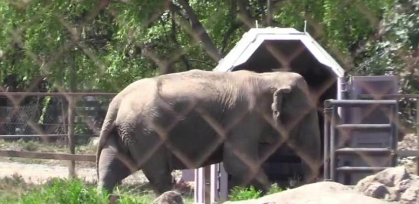 [VIDEO] Elefante "Ramba" emprende su viaje a santuario en Brasil