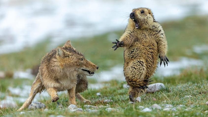 Fotógrafo de Vida Silvestre 2019: el encuentro mortal entre un zorro y una marmota