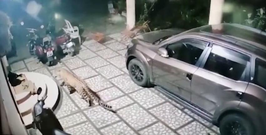 Registran momento exacto en que un leopardo ataca a un perro que dormía en la entrada de su casa