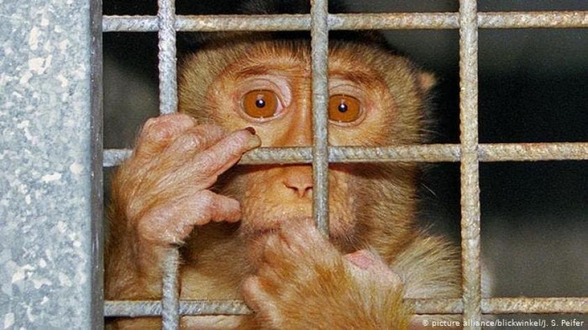 Experimentos con animales: indignación hipócrita