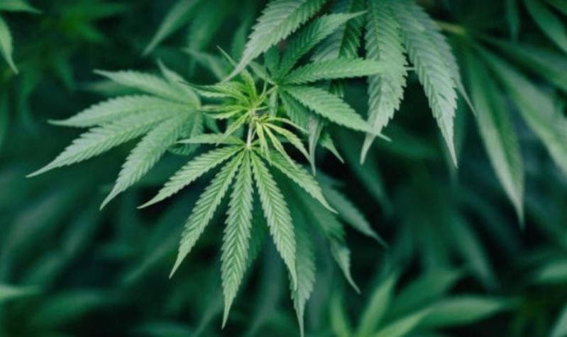 Francia vota a favor de legalizar el cannabis terapéutico