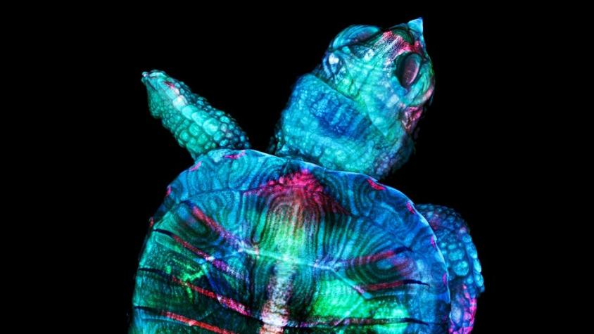 [FOTOS] Nikon Small World: una tortuga fluorescente y otras espectaculares fotos ganadoras