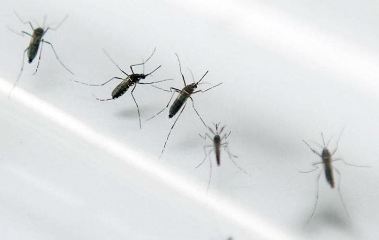 Confirman en España primer caso de transmisión del dengue por vía sexual