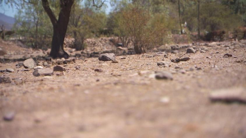 [VIDEO] Sequía: Jardines sin pasto para cuidar agua