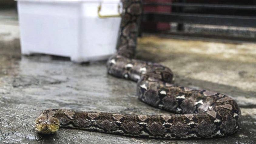 La mujer que encontraron muerta con una pitón al cuello y con otras 140 serpientes en su casa