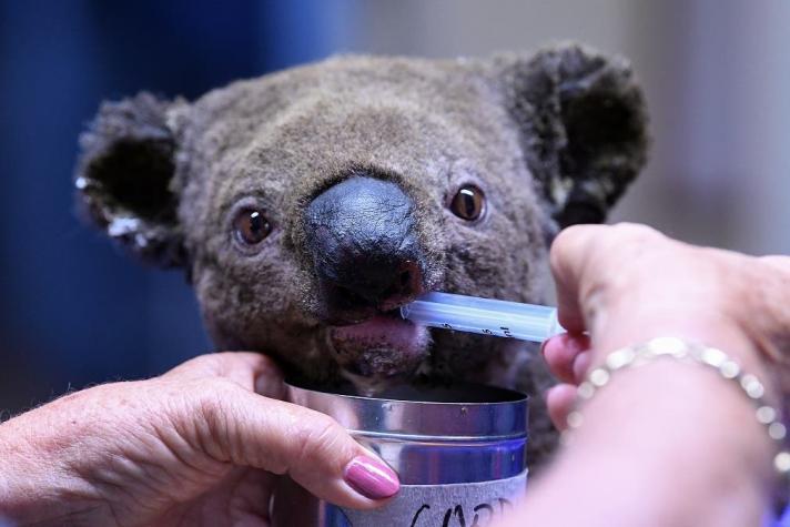 [FOTOS] Dos koalas son rescatado de un incendio en Australia... pero otros cientos siguen en peligro