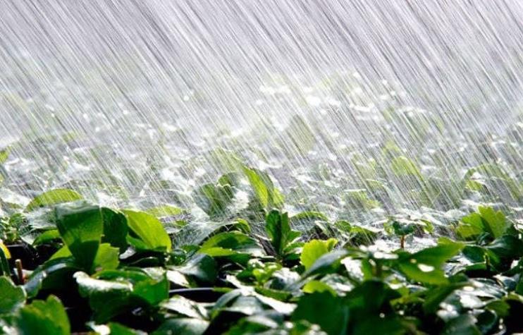 Investigadores plantean que las plantas entran en “pánico” cuando llueve
