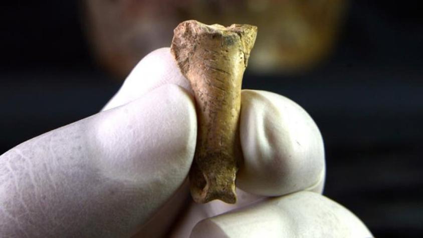 Cómo es "el último collar de los neandertales" que hallaron en España