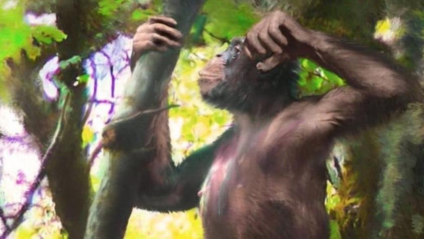 Por qué es revolucionario el hallazgo de un simio con brazos de mono y "piernas humanas"