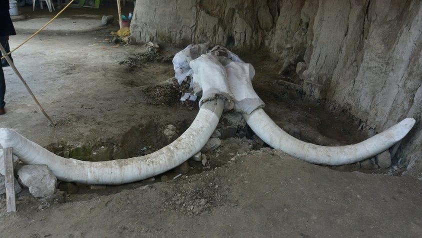 El singular hallazgo de restos de 14 mamuts de hace 15.000 años en una trampa en México