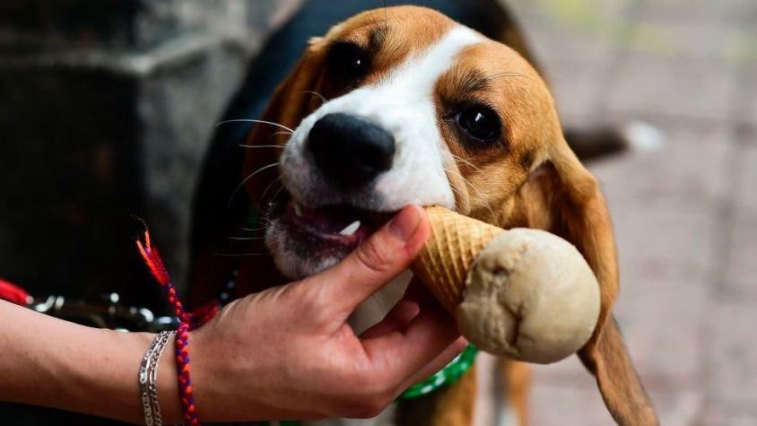 Cómo México se convirtió en el primer país del mundo libre de rabia transmitida por perros