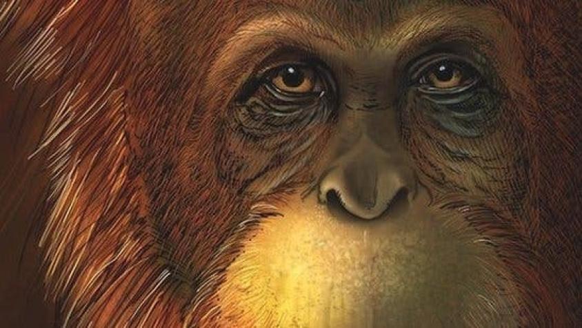 Gigantopiteco: los secretos del mayor simio que jamás haya existido