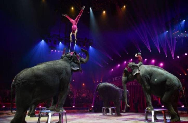 París decide no autorizar circos con animales en sus shows