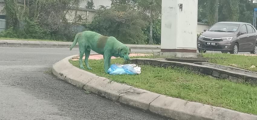 Indignación en redes sociales por perro pintado de verde que buscaba comida en la calle