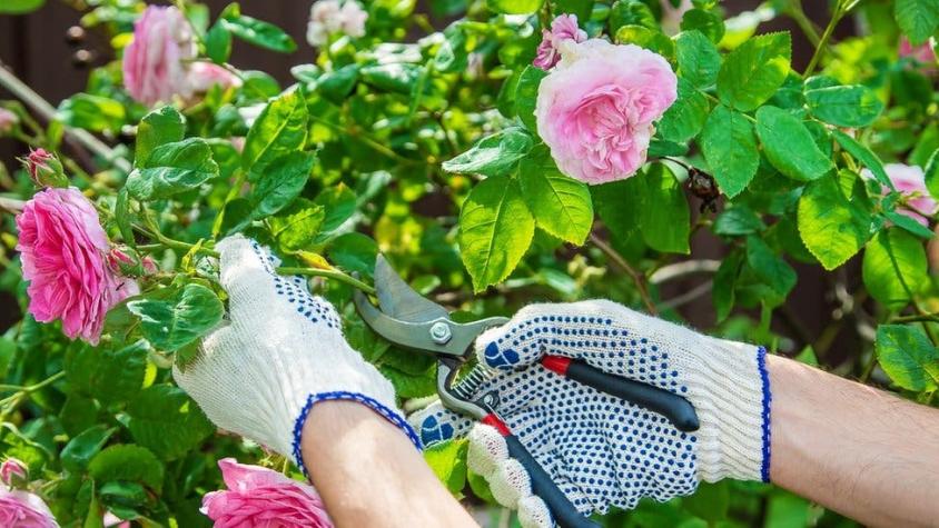 Qué es la "jardinosofía" y qué puede enseñarte sobre la búsqueda de la felicidad